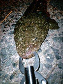 箱石周辺フラットフィッシュ狙いでマゴチがヒット