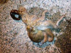 夕日港マゴチ狙いで釣行するもタコとガシラのヒット