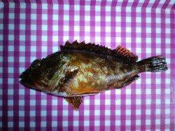 夕日港マゴチ狙いで釣行するもタコとガシラのヒット