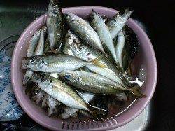 旭周辺夕涼みでのアジング釣行〜二人で60匹、楽しめました♪