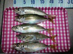 旭周辺夕涼みでのアジング釣行〜二人で60匹、楽しめました♪