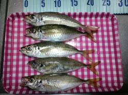 旭周辺夕涼みでのアジング釣行〜二人で60匹…