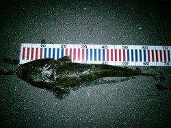 箱石　フラットフィッシュゲームでマゴチ64cm☆