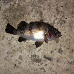 高砂港周辺メバリング、ピンク系よりクリア系に反応あり