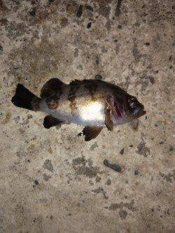 高砂港周辺メバリング、ピンク系よりクリア系に反応あり