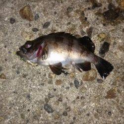 高砂港周辺メバリング、ピンク系よりクリア系に反応あり