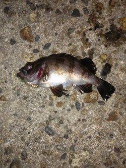 高砂港周辺メバリング、ピンク系よりクリア系に反応あり