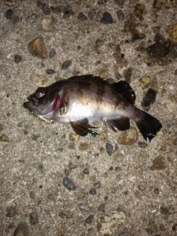 高砂港周辺メバリング、ピンク系よりクリア系…