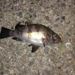 伊保港メバリング〜ワームをカットすると乗りUP