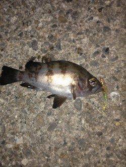 伊保港メバリング〜ワームをカットすると乗りUP