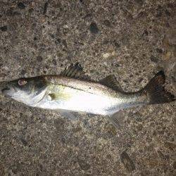 伊保港メバリング〜ワームをカットすると乗りUP