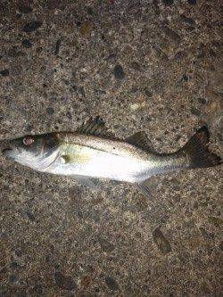 伊保港メバリング〜ワームをカットすると乗りUP