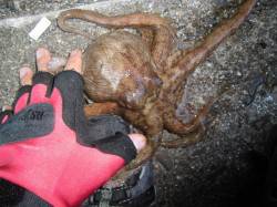 ちょい投げキス狙いで食コンへ、キス19匹の…