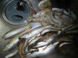 ちょい投げキス狙いで食コンへ、キス19匹のほかタコもキャッチ