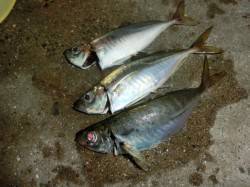 舞洲周辺でアジング〜沖目の潮流切れ目で中ア…