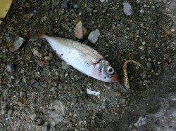 小さなアタリの正体やっぱり豆アジでした〜舞洲のアジング釣果