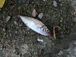 小さなアタリの正体やっぱり豆アジでした〜舞…