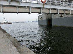 小さなアタリの正体やっぱり豆アジでした〜舞洲のアジング釣果