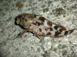 仮屋　テキサスリグで根魚がヒット☆