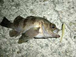 仮屋　テキサスリグで根魚がヒット☆