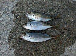 豆アジングに舞洲へ、レンジバラバラで難しい分面白いです