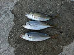 豆アジングに舞洲へ、レンジバラバラで難しい…