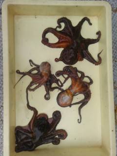 岸和田、タコ釣れています！タコジグでの釣果他