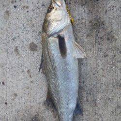 高砂埋立地周辺、潮目へキャストでボトムからの巻き上げにシーバス63cm！