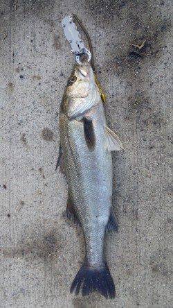 高砂埋立地周辺、潮目へキャストでボトムからの巻き上げにシーバス63cm！