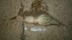 貝塚にてタコ狙いに出陣!! 試行錯誤を繰り…