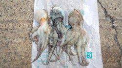 貝塚　昼間にタコエギでタコ狙い★