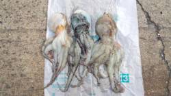 貝塚　昼間にタコエギでタコ狙い★