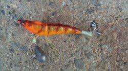 貝塚　昼間にタコエギでタコ狙い★