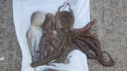 マイブームのタコ調査で貝塚出陣!!　爆風で…