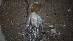 貝塚タコ調査へ出陣！　前半戦は順調にGETできましたが・・・