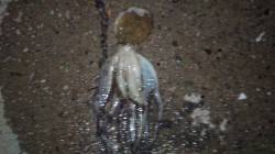 貝塚タコ調査へ出陣！　前半戦は順調にGET…