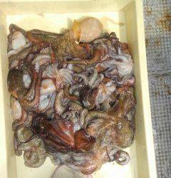 沖一文字北でタコが好調！　タコジグで30パイ