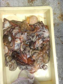 沖一文字北でタコが好調！　タコジグで30パ…