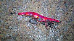 貝塚タコ調査へ出陣！　前半戦は順調にGETできましたが・・・