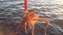 貝塚オクトパッシング〜遠投からのズル引きが効果的でした