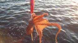 貝塚オクトパッシング〜遠投からのズル引きが…