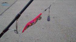 貝塚オクトパッシング〜遠投からのズル引きが効果的でした