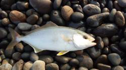 人生初の煙樹ヶ浜へ出陣!!　シオをゲットで…