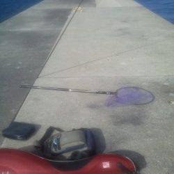 御坊のケーソンでヤイトハタ41cm！