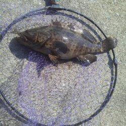 御坊のケーソンでヤイトハタ41cm！