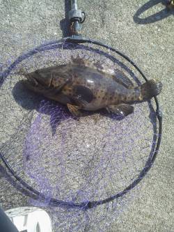 御坊のケーソンでヤイトハタ41cm！