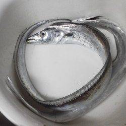 ４・５年ぶりにの太刀魚釣りに紀ノ川河口へ釣行