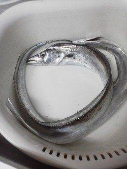 ４・５年ぶりにの太刀魚釣りに紀ノ川河口へ釣行