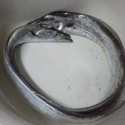 ４・５年ぶりにの太刀魚釣りに紀ノ川河口へ釣行