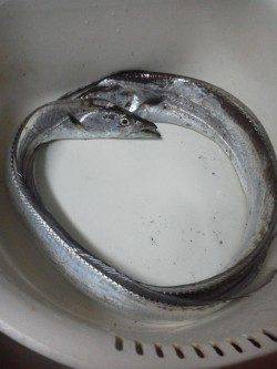 ４・５年ぶりにの太刀魚釣りに紀ノ川河口へ釣行